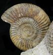 Aesthetic Parkinsonia Ammonite Fossils - Dorset, England #31714-2